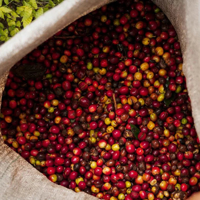 24k Dark Roast