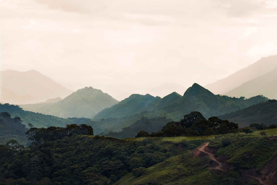 image Decaf Columbia Tolima EA (OCT 25)