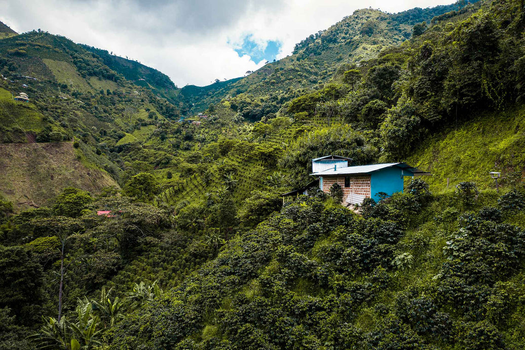 Decaf Columbia Tolima EA (OCT 25)